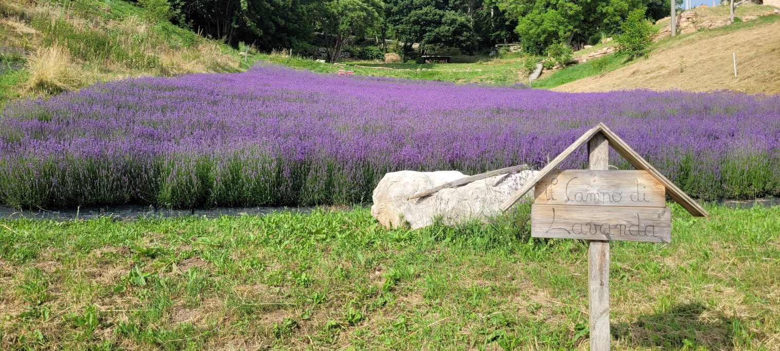 Raccolta collettiva della lavanda in Contrada Larici