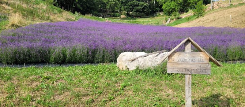 Raccolta collettiva della lavanda in Contrada Larici